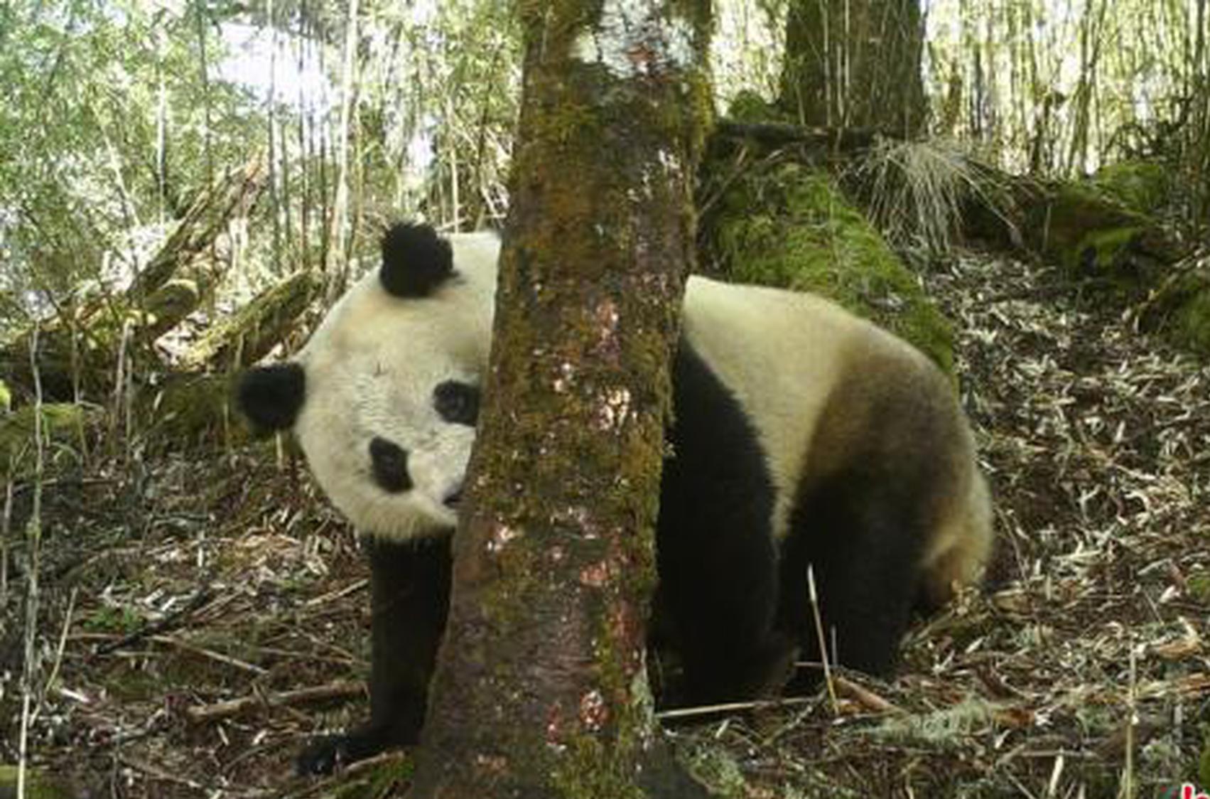 Wild giant panda population in China increases to nearly 1,900