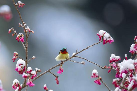 Fork-tailed sunbirds, snow-covered flowers create beautiful scene