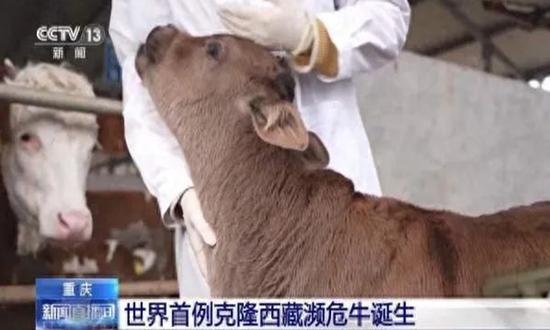 World's first cloned endangered Xizang cattle species born (Photo/CCTV News)

