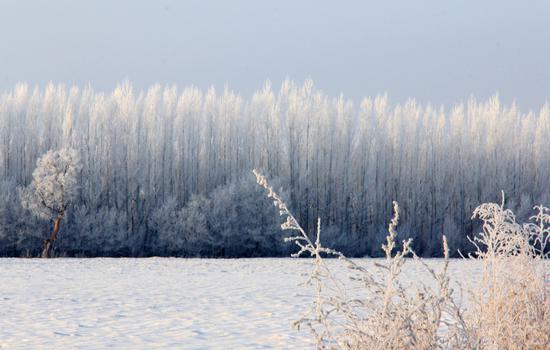 Rime scenery appears in Xinjiang