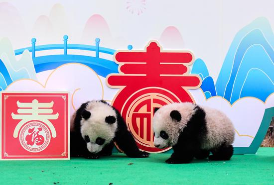 Giant panda cubs make group debut in Chengdu to greet Chinese New Year