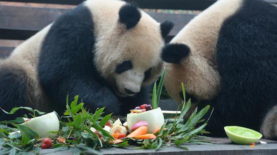 Giant pandas get Lantern Festival treats in Chongqing