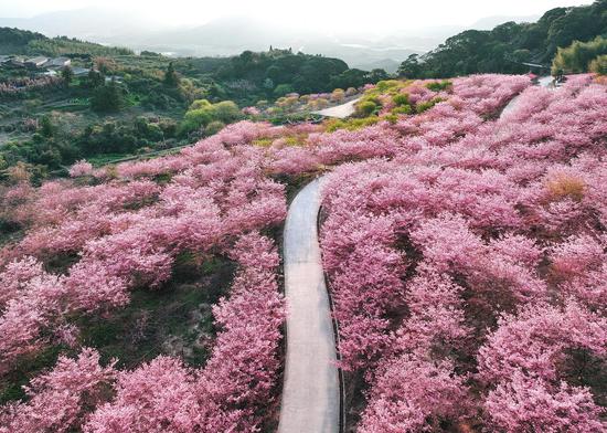Oil painting-like scenery of cherry blossoms in Fujian