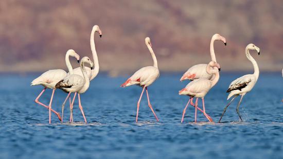 Flamingos in Jiangsu ready for spring migration