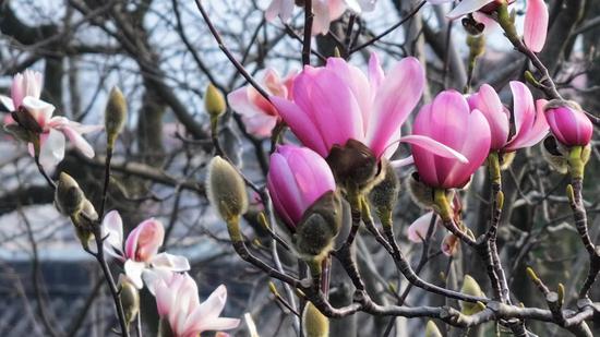 World's only 400-year-old magnolia tree in full blossom