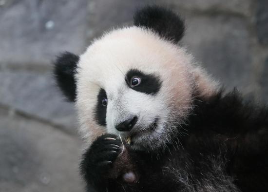 Meet Katyusha, first giant panda cub born in Russia