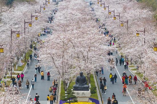 Ancient city adorned with blooming cherry blossoms