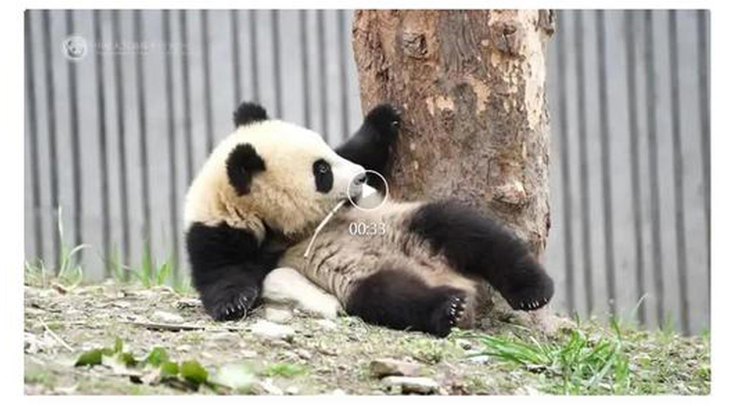 File image of giant panda Qing Ci. (Photo from the WeChat  China Conservation and Research Center for Giant Panda)