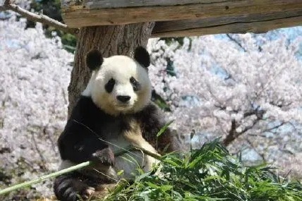 Giant panda Shuang Shuang dies at Japanese zoo