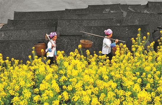 Local residents carry goods through a field of rapeseed flowers in Longsheng. (Photo provided by Huang Liujun/For China Daily)