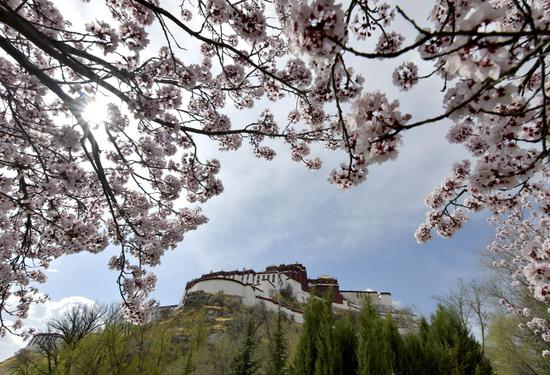 Flowers bloom around Potala Palace in Lhasa