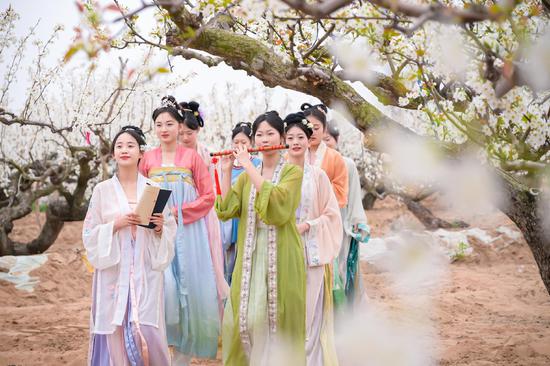 Pear blossoms accentuate the beauty of Hanfu