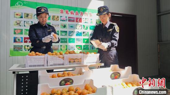 Officials check fresh apricots in Yuncheng, north China's Shanxi Province, April 17, 2024. (Photo/China News Service)
