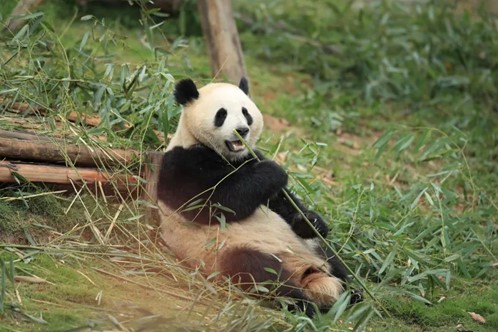 Dos pandas gigantes salen de China rumbo a España el 29 de abril