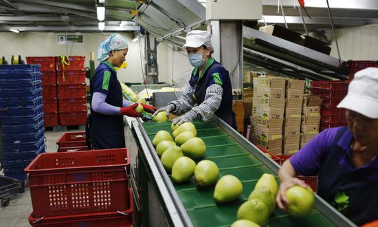Chinese mainland to resume grapefruit import from Taiwan island