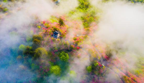 Azalea flowers bloom in mist-shrouded mountain in C China