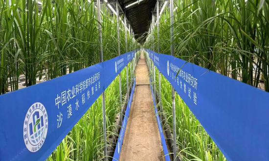 Fast breeding rice cultivated in a desert greenhouse in Hotan Prefecture, Northwest China's Xinjiang Uygur Autonomous Region, under the trial period. (Photo/Courtesy of the Institute of Urban Agriculture, Chinese Academy of Agricultural Sciences)