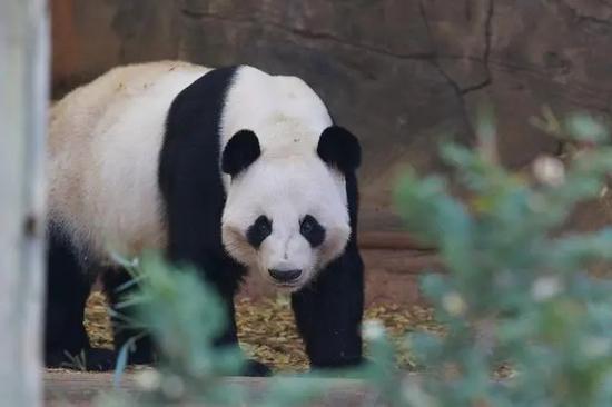 Giant panda in Zoo Atlanta not neglected