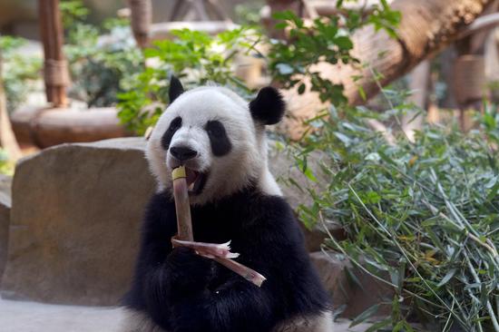 Giant pandas enjoy themselves in Chengdu