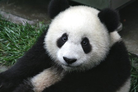 Organ failure to blame for giant panda Lin Hui death in Thailand