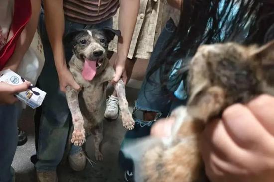 Stray dog hailed as hero after rescuing kitten at Fuzhou University