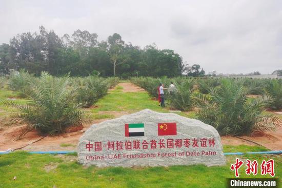 Date palm trees bear fruit of Sino-Arab agricultural cooperation