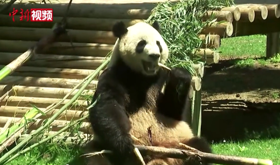 Giant panda pair makes debut at new home in Spain