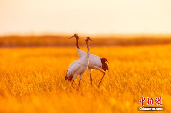 Wild red-crowned cranes forage in sunshine