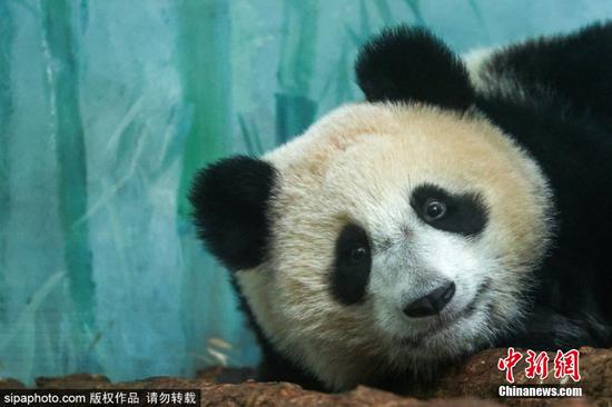 Russia-born giant panda cub lives happily at Moscow Zoo