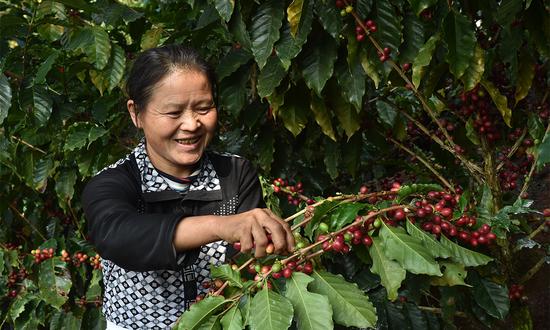 University in Yunnan Province launches China's first coffee major