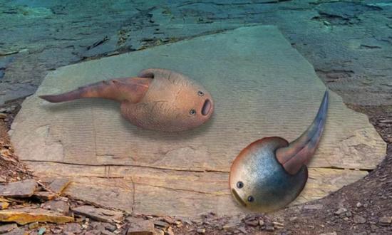400 million-year-old Silurian fish species discovered in Xinjiang