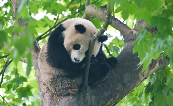 Leisure life of giant pandas at Sichuan base