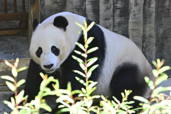 Giant panda Xiao Liwu enjoys life in Sichuan