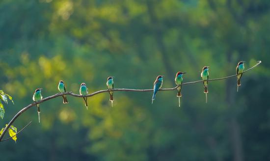 Blue-throated bee eaters spotted in Hubei