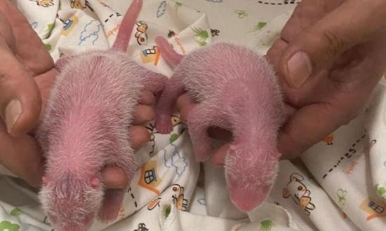 Hong Kong welcomes birth of first giant panda twin cubs