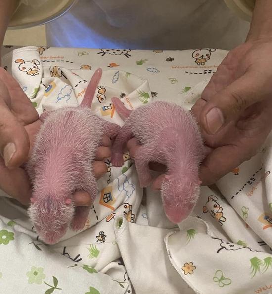 Giant panda twins born in HK