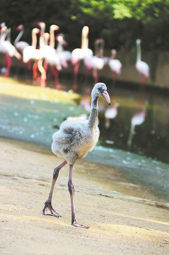 The flamingo bred in Wuhan. (Photo provided to China Daily)