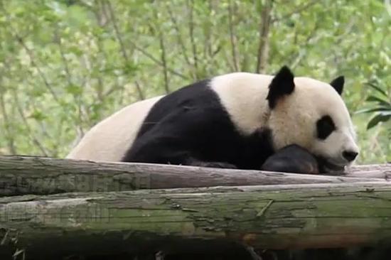 Dai Li - Giant panda passes away due to old age