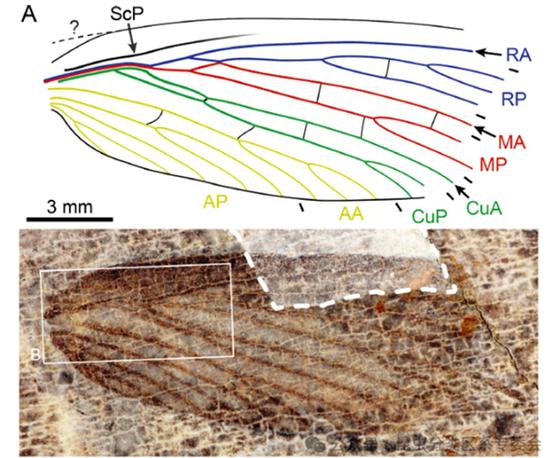 Hallan en Shanxi un fósil de insecto de 300 millones de años de antigüedad