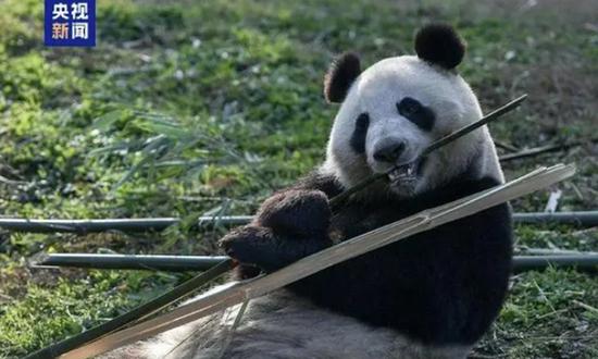 Panda pair to return to China ahead of schedule: Finnish zoo