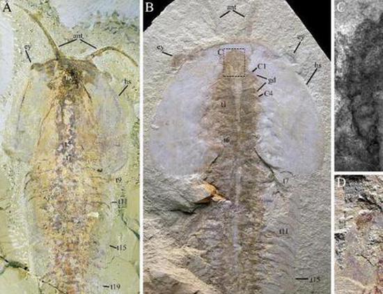 Study uncovers detailed morphology of 518-million-year-old arthropod