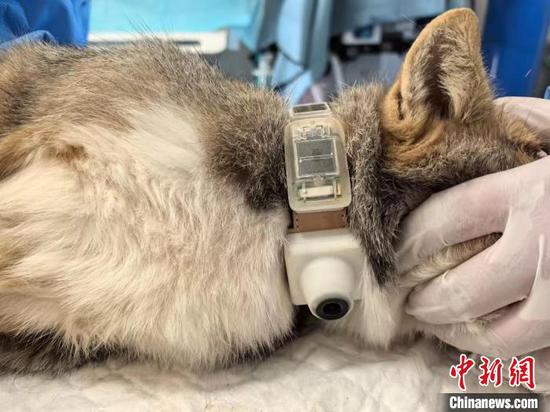 Tibetan fox with satellite positioning collar released into wild in Qinghai