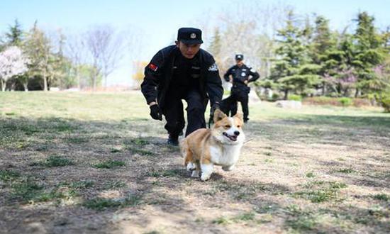 China's first corgi police dog successfully passes assessments