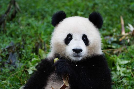 Giant pandas make their way to U.S. capital