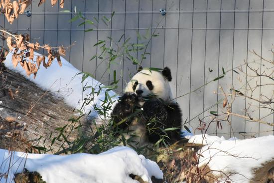 U.S. panda fans can 'bearly' wait for pair's debut