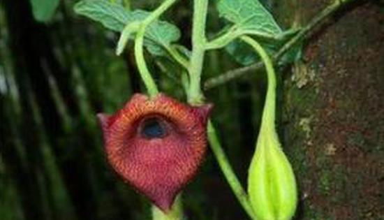 New plant species found in south China's Guangxi