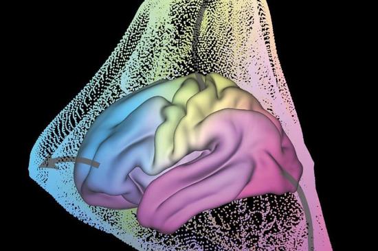 Chinese scientists decode 'blueprint' of human brain