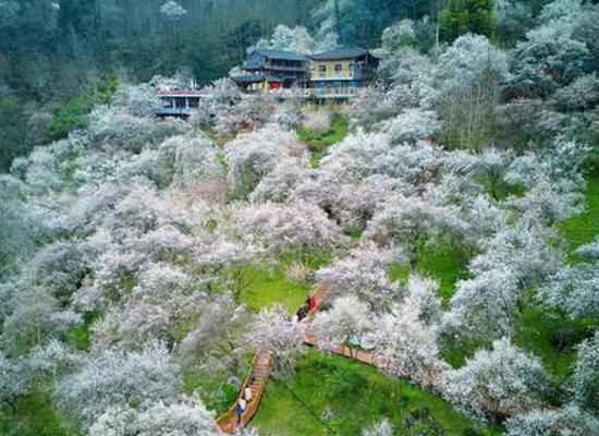 Slope transformed into sea of plum blossom in Chongqing