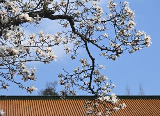 Blooming Magnolia flowers bring spring to ancient temple