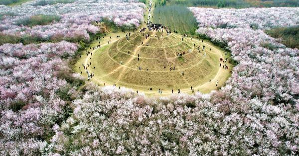 20 hectares of peach flowers in full blossom in Xi'an